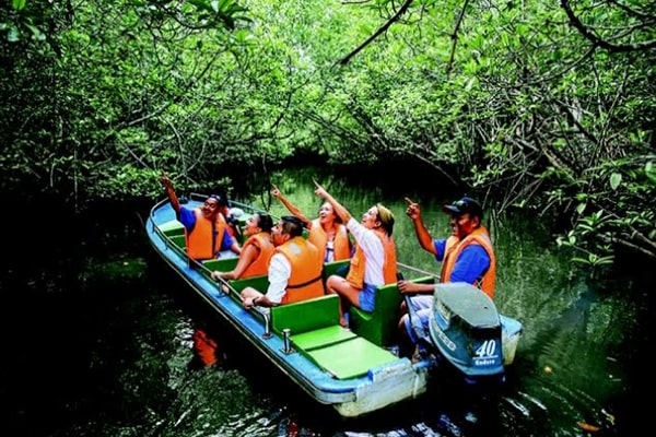 package mangrove jungle tour